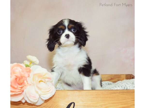 Cavalier King Charles Spaniel DOG Female White Black & Tan 20919 Petland Fort Myers, Florida