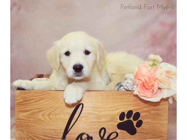 Golden Retriever DOG Female 3/4 English Creme 20918 Petland Fort Myers, Florida