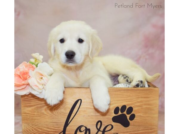 Golden Retriever DOG Male 3/4 English Creme 20916 Petland Fort Myers, Florida