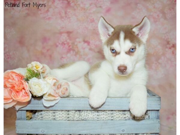 Siberian Husky DOG Female Copper & White 20944 Petland Fort Myers, Florida