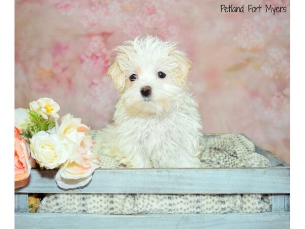 Maltese DOG Male White 20953 Petland Fort Myers, Florida