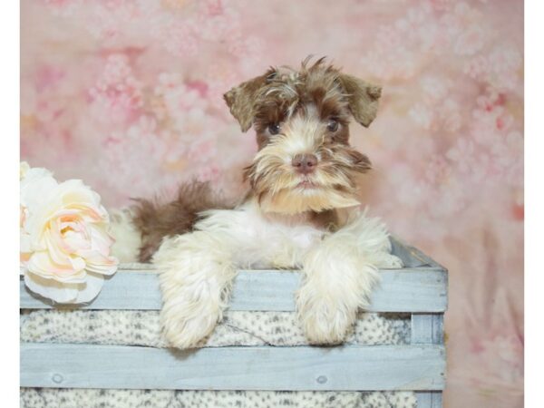 Miniature Schnauzer DOG Female Liver & White 20936 Petland Fort Myers, Florida