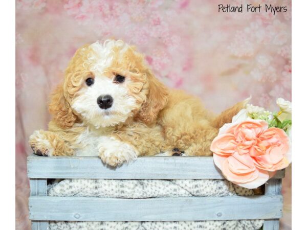 Miniature Goldendoodle 2nd Gen DOG Female Apricot 20937 Petland Fort Myers, Florida