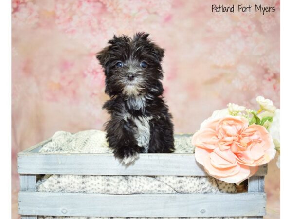 Morkie (Maltese/Yorkshire Terrier) DOG Female Black 20938 Petland Fort Myers, Florida