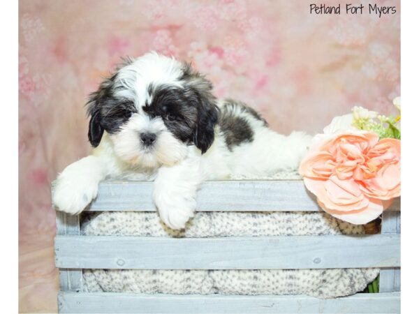 Shih-Poo (Shih Tzu/Poodle) DOG Male Black & White 20950 Petland Fort Myers, Florida