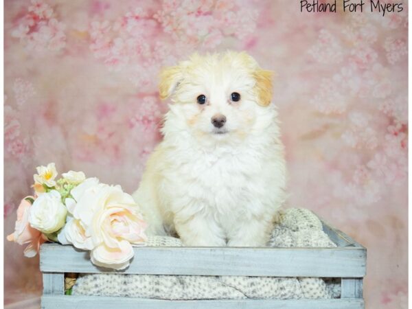 Pomeranian/Poodle DOG Male Cream 20948 Petland Fort Myers, Florida