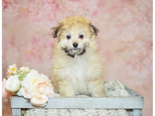 Pomeranian/Poodle DOG Male Sable 20947 Petland Fort Myers, Florida