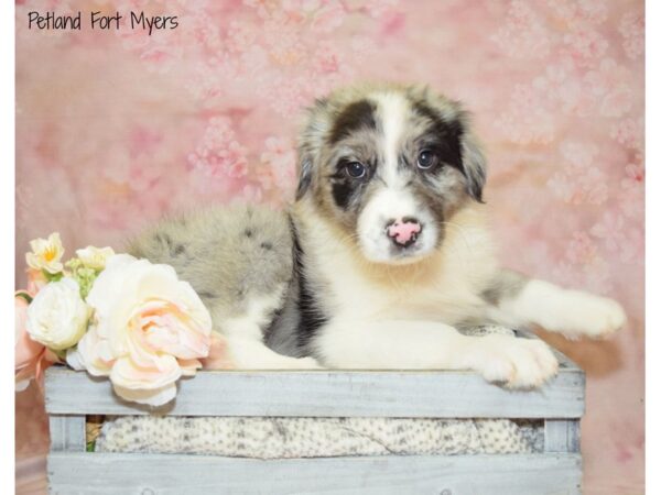 Australian Shepherd DOG Male Blue Merle 20946 Petland Fort Myers, Florida