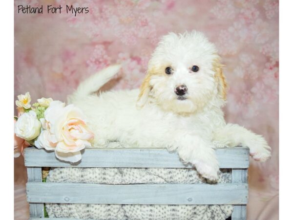 Mini Sheepadoodle DOG Female Red & White 20945 Petland Fort Myers, Florida