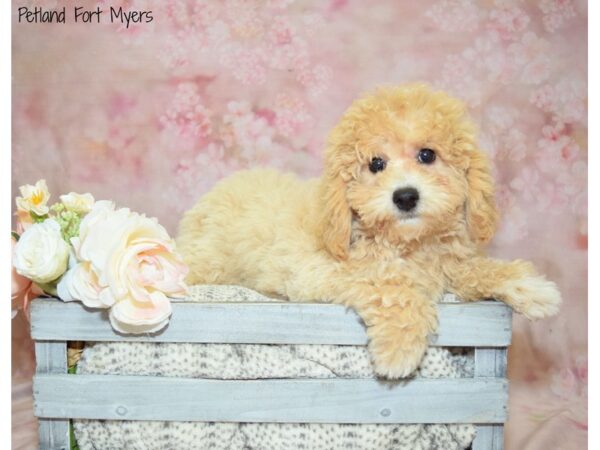 Poodle/Bichon Frise-DOG-Female-Apricot & Cream-20942-Petland Fort Myers, Florida