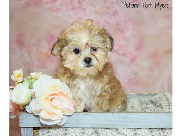 Yorkshire Terrier/Maltese DOG Female Red 20941 Petland Fort Myers, Florida