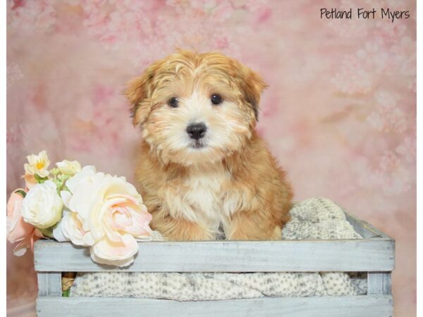 Maltese/Shih Tzu DOG Male Red 20940 Petland Fort Myers, Florida