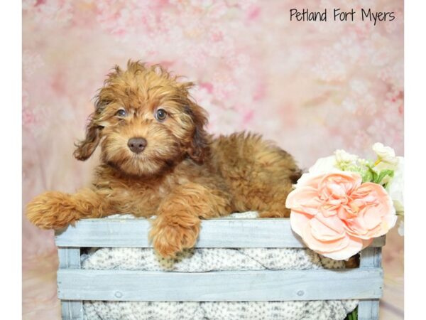 Cavapoo 2nd Gen-DOG-Male-Red & Sable-20939-Petland Fort Myers, Florida