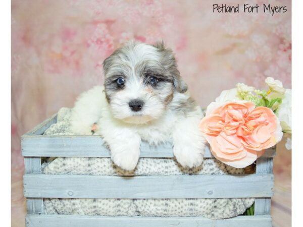 Teddy DOG Female Brown - White 20949 Petland Fort Myers, Florida