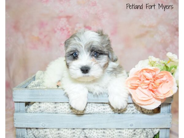 Shih-Poo (Shih Tzu/Poodle) DOG Male Blue Merle 20951 Petland Fort Myers, Florida