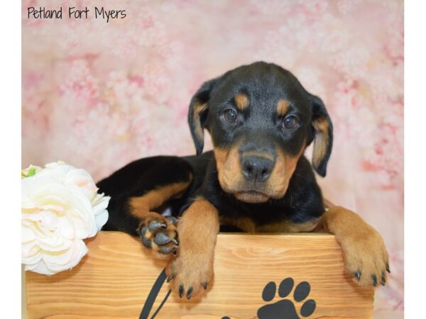 Rottweiler DOG Female W/ SBL PRTI 20958 Petland Fort Myers, Florida