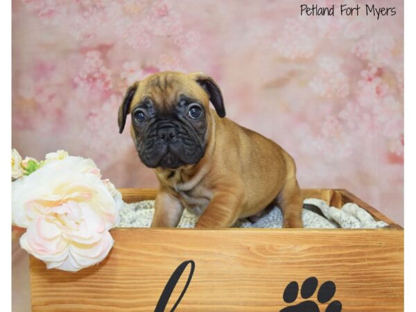 French Bulldog DOG Male Fawn 20960 Petland Fort Myers, Florida