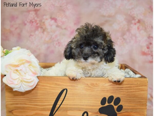 Poodle DOG Female W/ SBL PRTI 20957 Petland Fort Myers, Florida