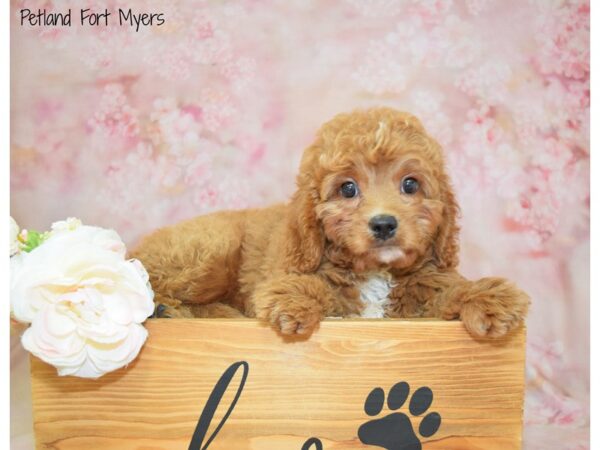 Cavachon Poo DOG Male RBY/WH/MRK 20956 Petland Fort Myers, Florida