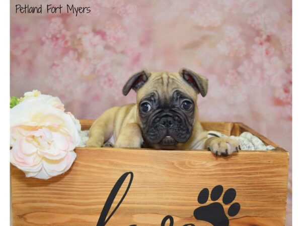 French Bulldog DOG Male Fawn 20961 Petland Fort Myers, Florida