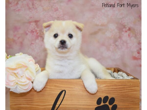 Pomsky 2nd Gen-DOG-Male-Cream-20962-Petland Fort Myers, Florida