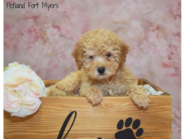 Poodle DOG Male Red 20963 Petland Fort Myers, Florida