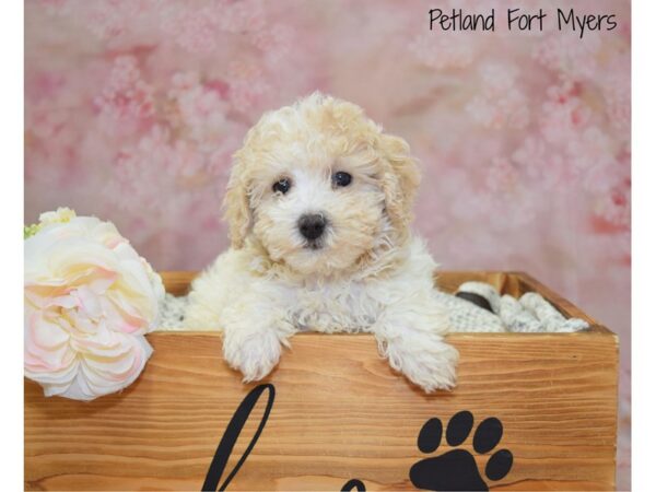 Poodle DOG Female Apricot 20964 Petland Fort Myers, Florida