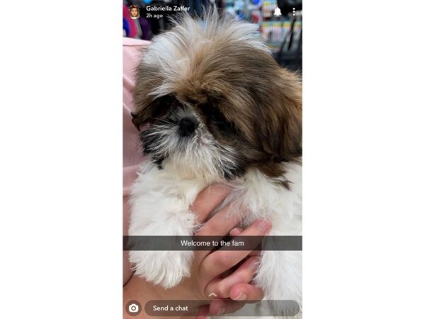 Shih Tzu DOG Female Gold & White 20904 Petland Fort Myers, Florida