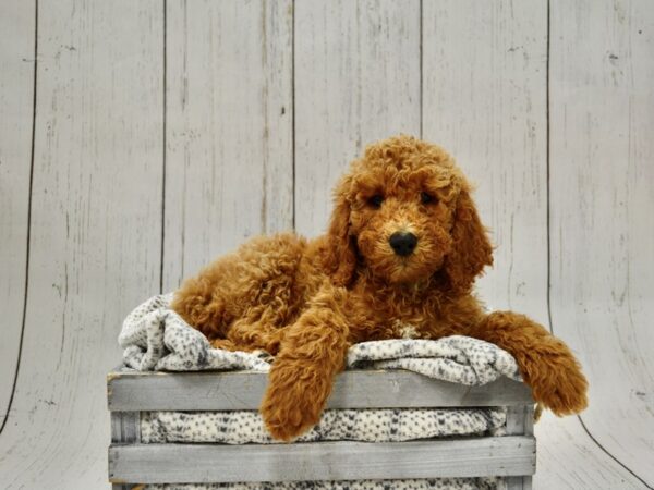 Poodle DOG Female Red 20978 Petland Fort Myers, Florida