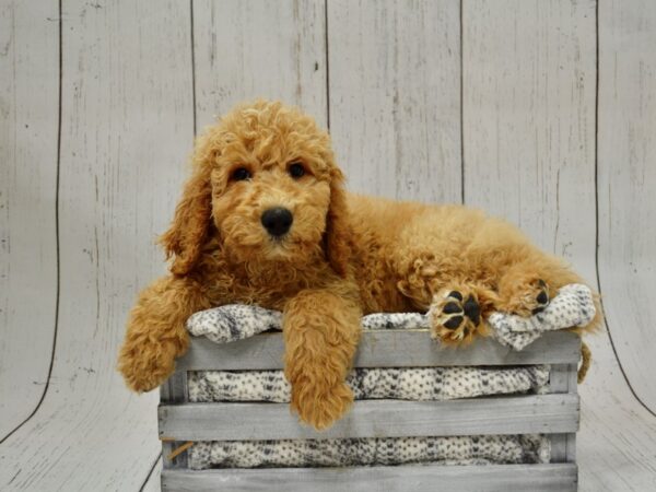 Poodle DOG Male Red 20977 Petland Fort Myers, Florida