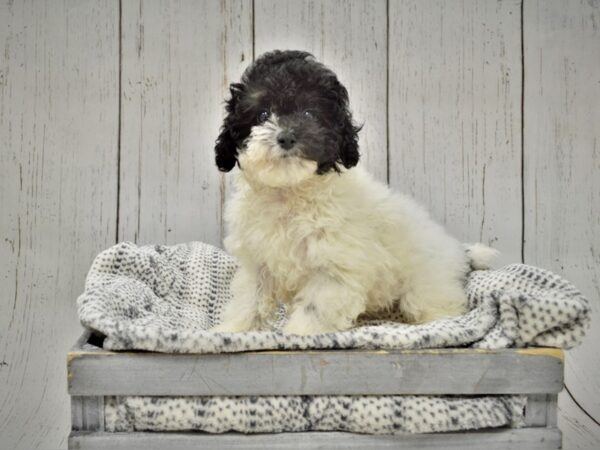 Poodle DOG Female Black/Wh/PRTI 20975 Petland Fort Myers, Florida