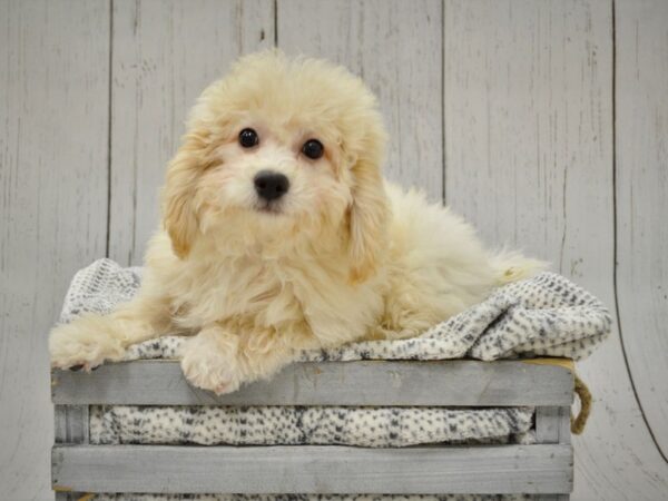 Bichon Frise / Poodle DOG Male Apricot/Cream 20973 Petland Fort Myers, Florida