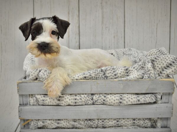 Miniature Schnauzer DOG Female Black/White/PRTI 20972 Petland Fort Myers, Florida