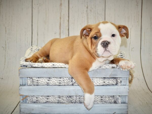 English Bulldog-DOG-Male-Blue Fawn-20967-Petland Fort Myers, Florida