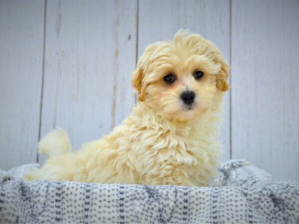 Daisy Dog-DOG-Male-creme-21003-Petland Fort Myers, Florida