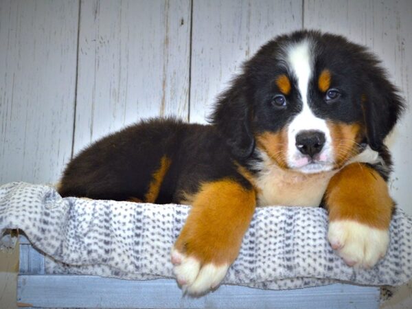 Bernese Mountain Dog DOG Male Black/White & Tan 20994 Petland Fort Myers, Florida