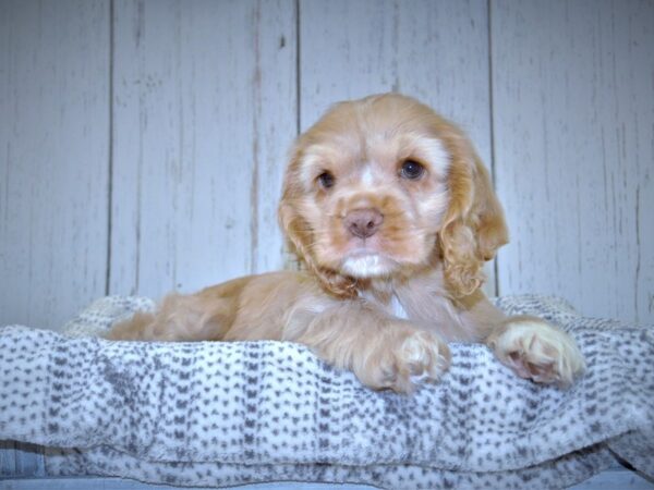 Cocker Spaniel DOG Male buff 21001 Petland Fort Myers, Florida