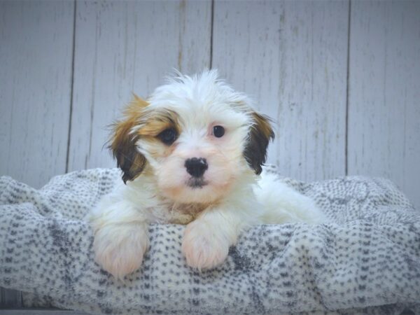 Teddy Bear-DOG-Male-BROWN WH-21000-Petland Fort Myers, Florida