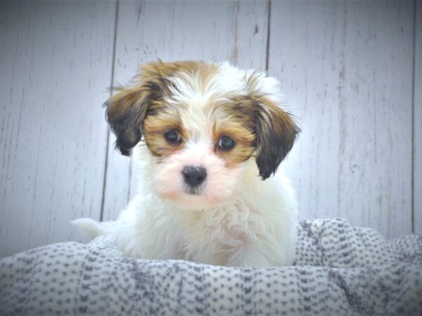 Teddy Bear-DOG-Female-BROWN WH-20999-Petland Fort Myers, Florida