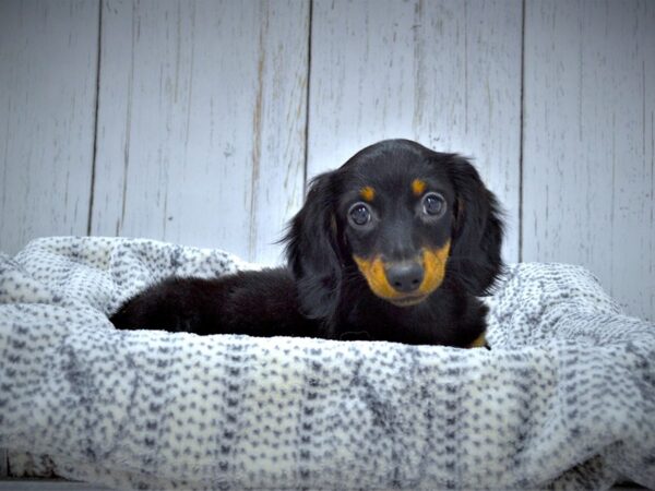 Dachshund DOG Female B/T 20998 Petland Fort Myers, Florida