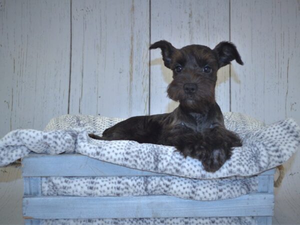 Miniature Schnauzer DOG Female Black 20997 Petland Fort Myers, Florida