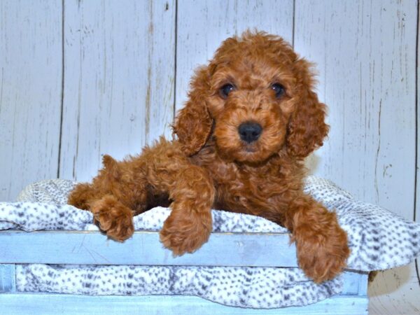 Goldendoodle DOG Female Red 20996 Petland Fort Myers, Florida