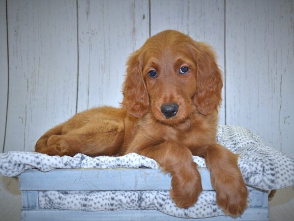 Goldendoodle DOG Male Red 20995 Petland Fort Myers, Florida