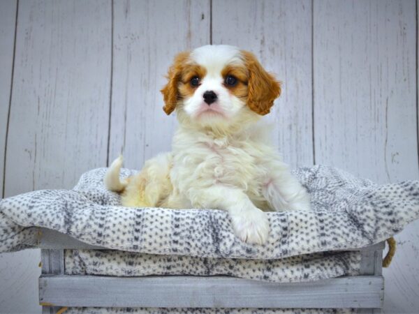 Cavalier King Charles Spaniel DOG Male Blenheim 20991 Petland Fort Myers, Florida