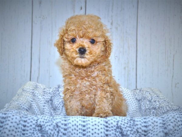 Shih-Tzu Poodle DOG Male Light Ruby 20989 Petland Fort Myers, Florida