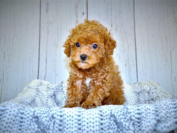 Shih-Poo (Shih Tzu/Poodle) DOG Female Dark Ruby 20988 Petland Fort Myers, Florida