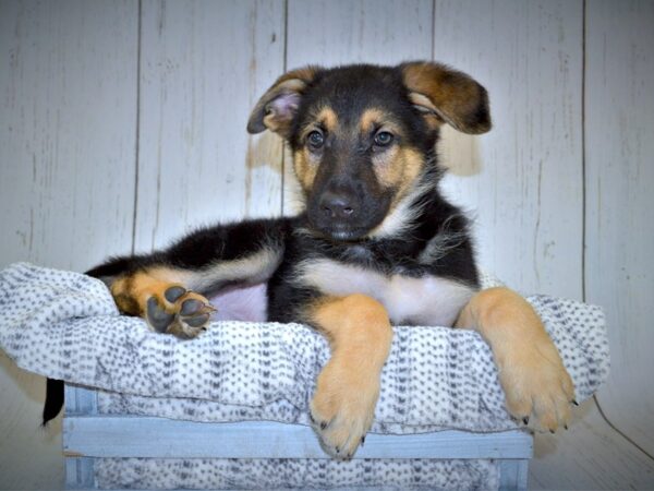 German Shepherd DOG Male Black & Tan 20983 Petland Fort Myers, Florida