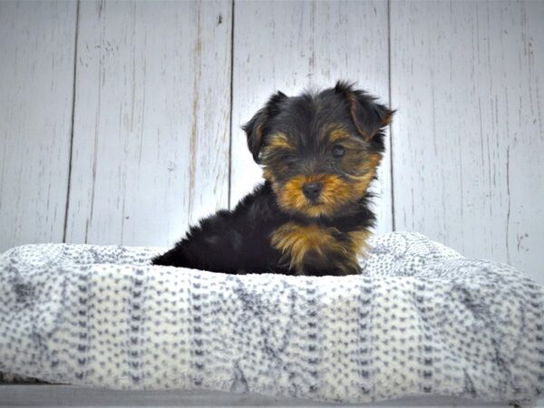 Yorkshire Terrier DOG Male Black & Tan 20982 Petland Fort Myers, Florida