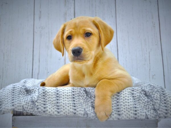 Labrador Retriever DOG Female Yellow 20981 Petland Fort Myers, Florida