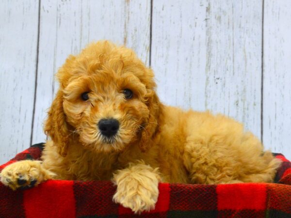 Goldendoodle DOG Female Apricot 21021 Petland Fort Myers, Florida